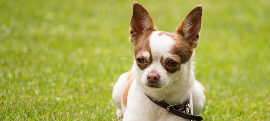 吉娃娃犬咳嗽问题探究（以宠物为主，带你了解吉娃娃犬的咳嗽问题及解决方法）