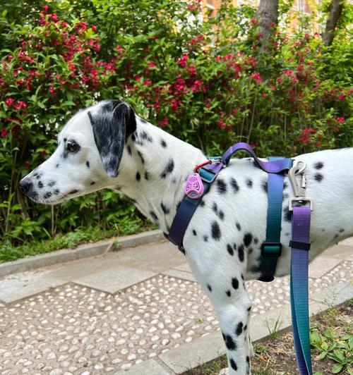 家有爱犬，如何夏季防蚊（宠物保护必备技巧）