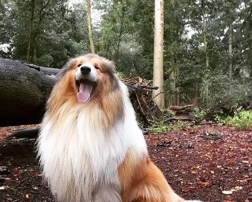 如何为家养苏格兰牧羊犬提供合适的饮食（探讨苏格兰牧羊犬的饮食需要与注意事项）