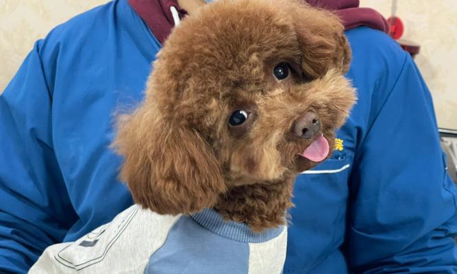 居住环境如何影响泰迪犬的心情（宠物的幸福与居住环境息息相关）