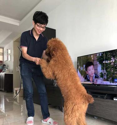 养巨贵犬需注意的事项（从饲养到训练，指导你养好巨贵犬）