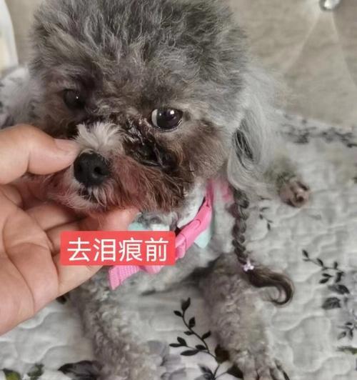 巨型贵宾犬泪痕解决全攻略（宠物爱好者必看，告别烦恼，让爱犬无泪痕）