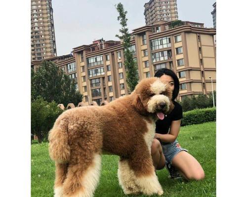 巨型贵宾犬的持续舔人行为（为什么巨型贵宾犬总是喜欢舔人？其中的心理与生理原因揭秘）