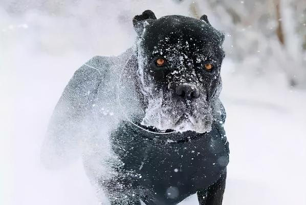 以卡斯罗犬为宠物，你会后悔吗？（了解卡斯罗犬的优缺点，再做决定）