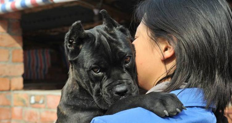 卡斯罗犬与其他獒犬的区别（探寻不同种类獒犬的特点和差异）