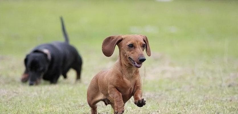 腊肠犬每天适宜摄取的食量（宠物养护）