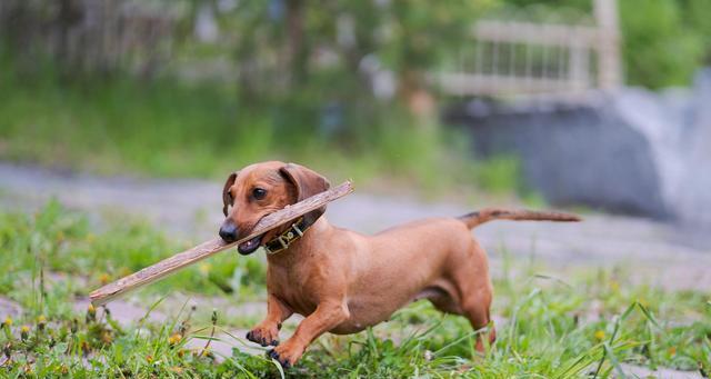 腊肠犬每天适宜摄取的食量（宠物养护）