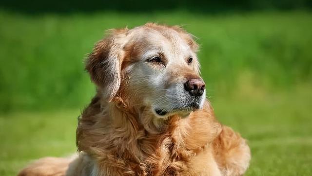 老年犬护理指南（老年犬的特殊需求和护理技巧）