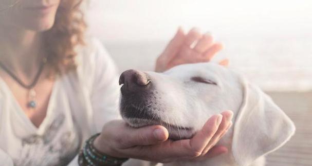 老年犬护理指南（老年犬的特殊需求和护理技巧）