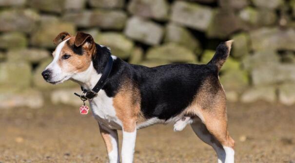 如何科学喂养比格犬（比格犬的饮食需要注意什么？主人需要了解的知识点）