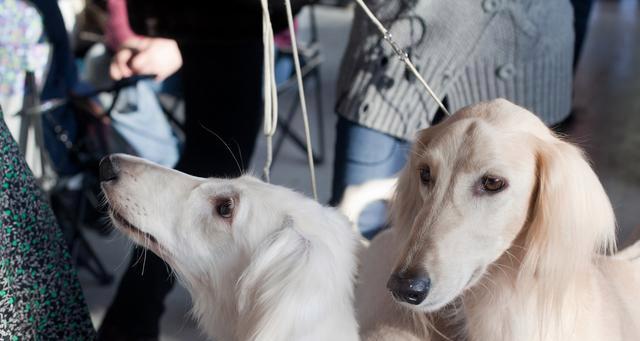 灵缇犬的陪伴之爱（探秘灵缇犬挨在主人身边的原因）