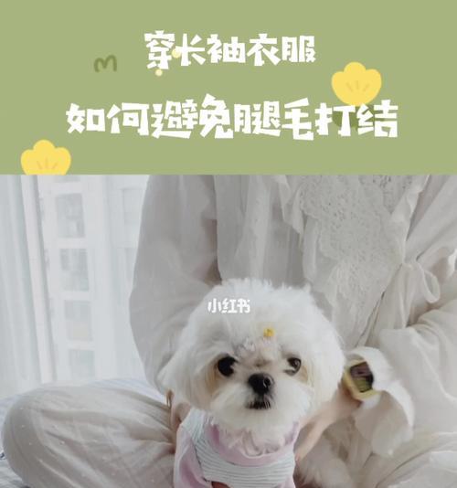 宠物狗毛发打结怎么办？（解决马尔济斯犬毛发打结问题的实用方法）