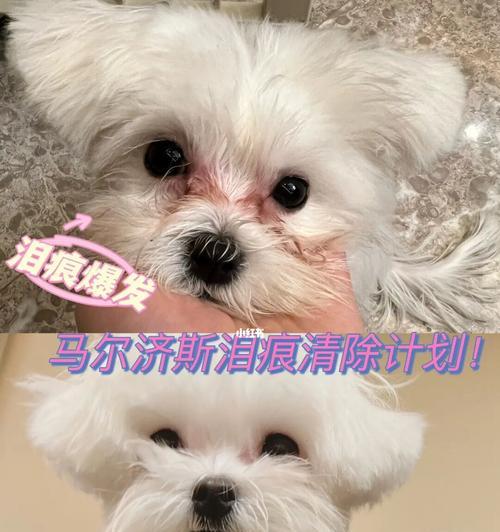 如何缓解马尔济斯犬泪痕的症状（如何缓解马尔济斯犬泪痕的症状）