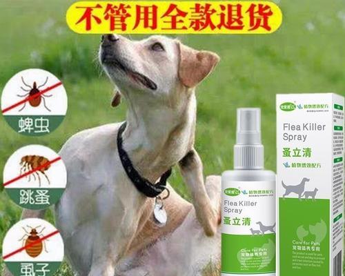 如何处理宠物马尔济斯犬身上的虱子？（有效的虱子处理方法，保护宠物健康）