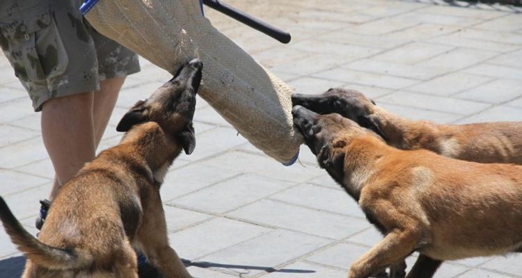 如何纠正以马犬喜欢扑人的问题（让你的爱宠成为文明犬）