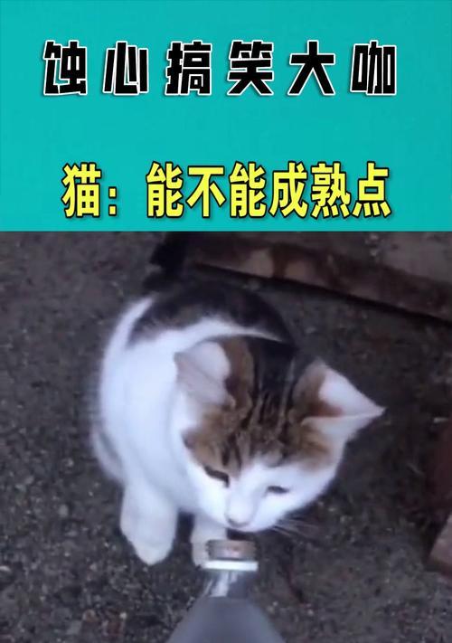 宠物猫能否吃虾？（了解猫咪的饮食习惯与虾类食品的安全性）