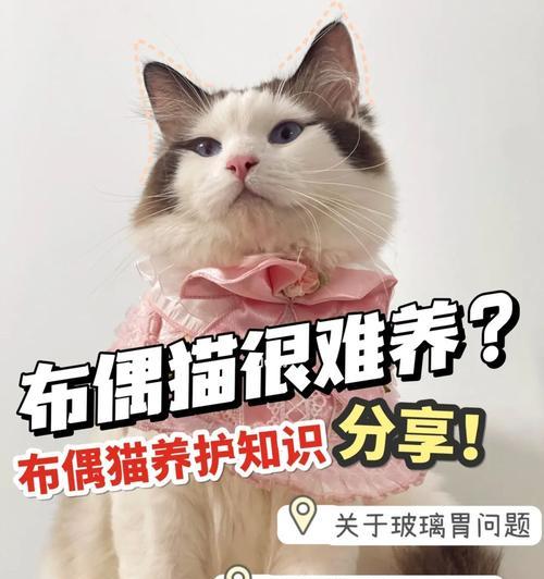 宠物猫咪的梳毛和护理（让你的猫咪更健康和美丽）