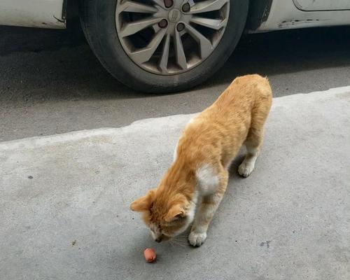 猫能吃火腿肠吗？（宠物猫的饮食禁忌及注意事项。）