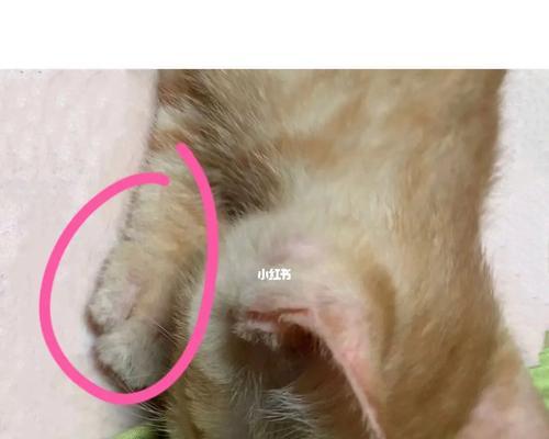 如何有效治疗宠物猫癣（三个方面需要注意，呵护宠物健康）