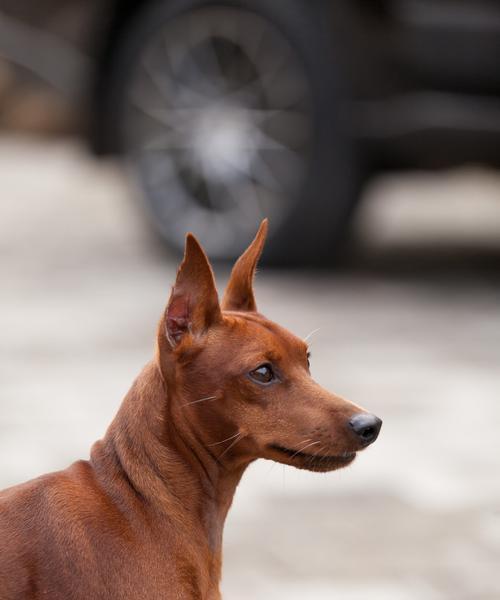 如何处理迷你杜宾犬干燥的鼻子问题（宠物护理技巧）