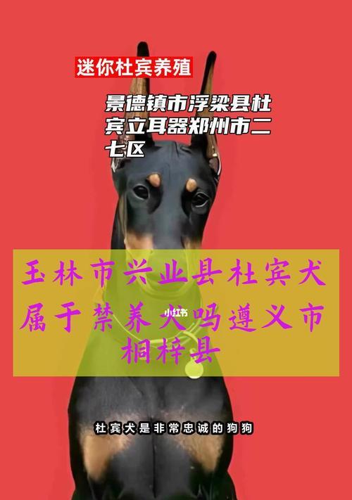 迷你杜宾犬为何会一直舔主人？（了解迷你杜宾犬的舔行为以及其背后的原因）