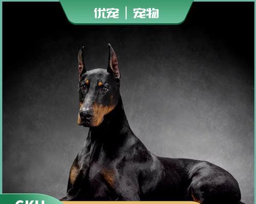 迷你杜宾犬为何一直舔主人？（探究迷你杜宾犬舔主人的原因与注意事项）