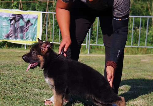 如何训练你的牧羊犬——从宠物到职业犬（实用的训练方法让你的牧羊犬成为的工作伙伴）