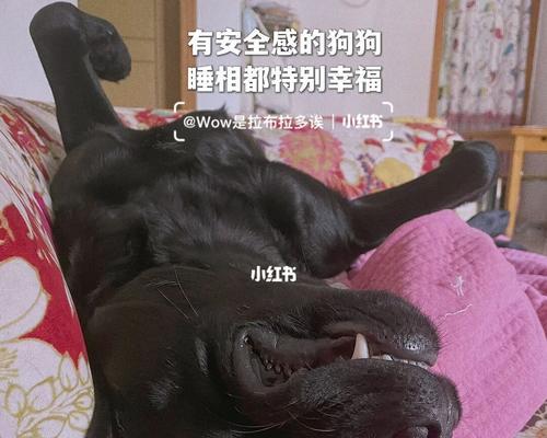 拉布拉多犬的安全感（提供宠物安全舒适的笼子，让它们拥有归属感）