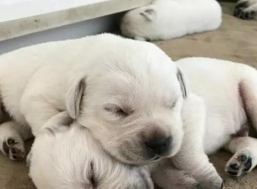 拉布拉多犬的安全感（提供宠物安全舒适的笼子，让它们拥有归属感）