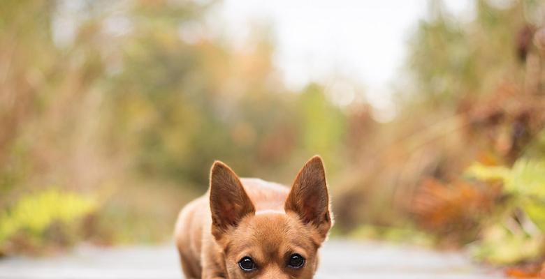 我的吉娃娃犬的反抗之路（从拒绝服从到逐渐接受训练，反抗精神为关键）