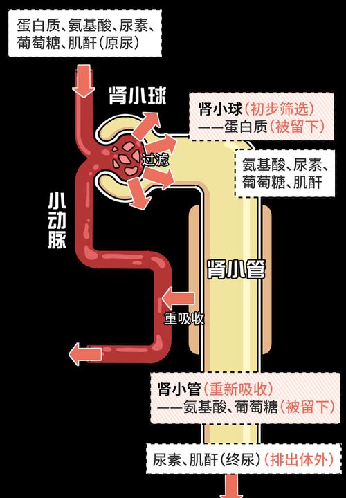 如何通过尿检判断柴犬肾是否健康（宠物养护知识）