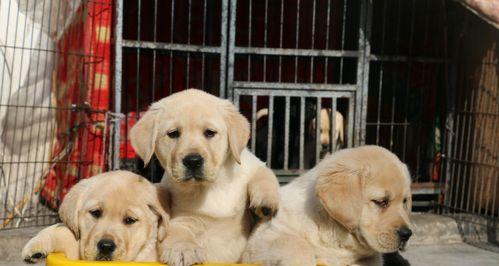 为什么犬奶比牛奶更适合喂养拉布拉多幼犬？（探讨犬奶与牛奶在幼犬喂养中的差异及影响）