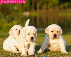 为什么犬奶比牛奶更适合喂养拉布拉多幼犬？（探讨犬奶与牛奶在幼犬喂养中的差异及影响）