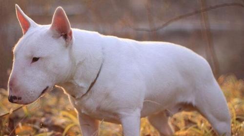 探究牛头梗幼犬到家死亡率高的原因（宠物养护需谨慎，牛头梗幼犬易死原因浅析）