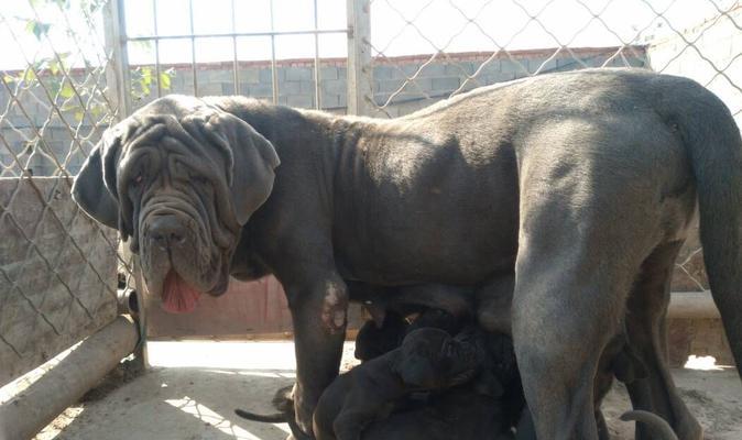 如何教育纽波利顿犬变得温顺友善（掌握正确方法，帮助你的宠物成为最可爱的犬只）