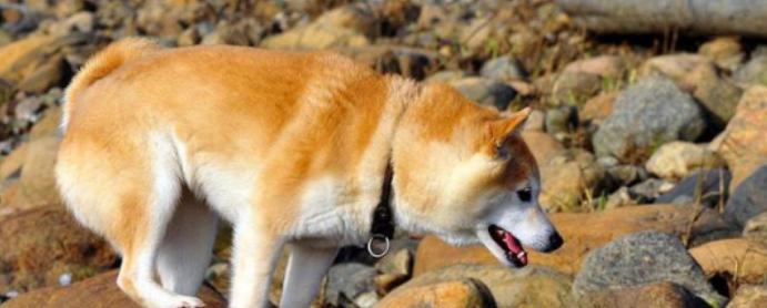 挪威猎犬的家庭饮食（喂食挪威猎犬需要注意的事项）