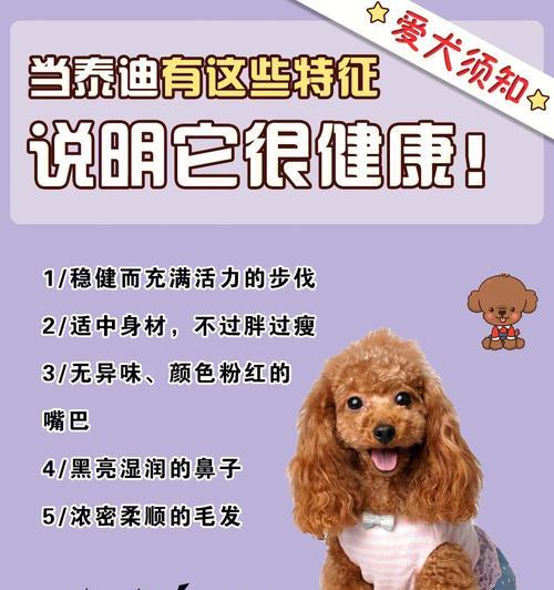 如何判断贵宾犬是否健康（宠物爱好者必看的贵宾犬健康指南）