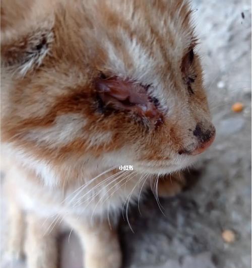 如何保护宠物猫咪的眼部健康（从清洁、营养和防护三方面出发）