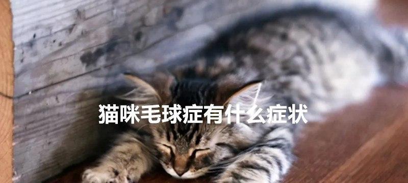 如何预防猫咪的毛球症（宠物爱好者必读！平常如何保护猫咪健康）