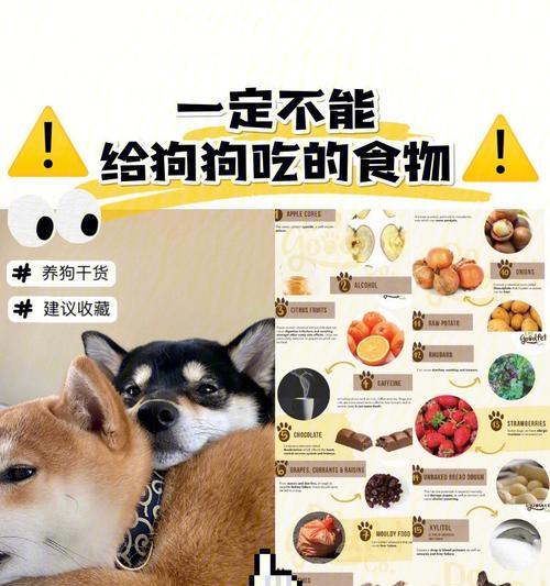 狗狗也能吃的人类食品大公开（以宠物为主，让你的毛孩品尝人类世界的美食！）