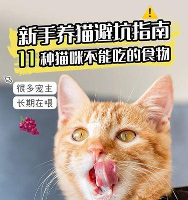 如何解决宠物猫不吃东西老是睡觉的问题？（提醒）