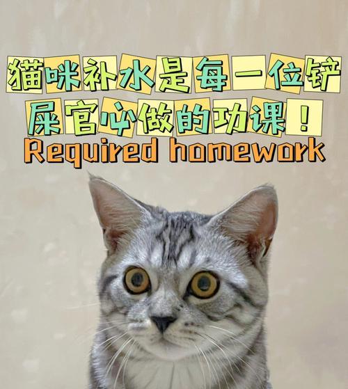 小猫不吃东西怎么办？（探究宠物饮食习惯及应对方法）