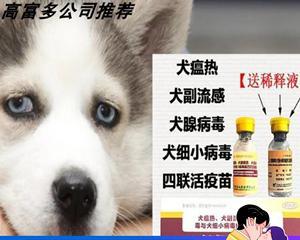 如何治疗幼犬细小病毒感染（以宠物为主，细致呵护，摆脱细小病毒）