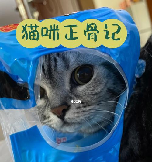 如何判断猫咪的脚是否骨折（掌握这些方法，让宠物猫更健康）