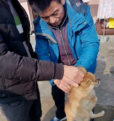 如何判断幼犬是否已经接种疫苗（宠物幼犬接种疫苗的重要性及判断方法）