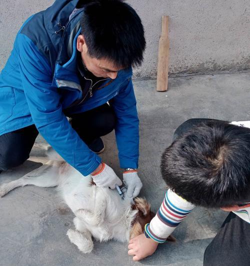 如何判断幼犬是否已经接种疫苗（宠物幼犬接种疫苗的重要性及判断方法）