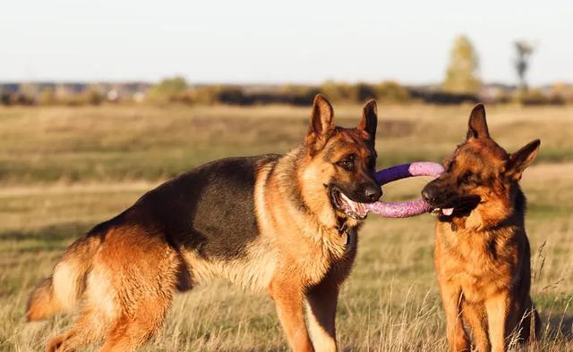 德国牧羊犬价格分析（了解宠物市场，掌握购买技巧，轻松选购最优秀的德国牧羊犬）