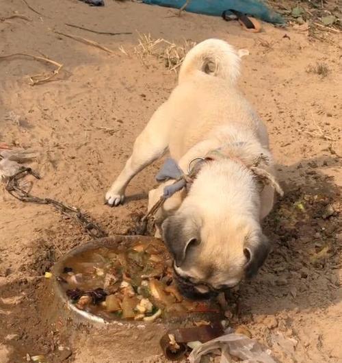 探究狗可以吃哪些人类食物，如何正确喂养宠物狗（探究狗可以吃哪些人类食物，如何正确喂养宠物狗）