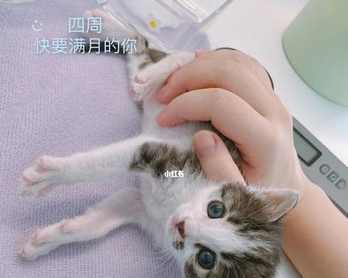 家养喝奶小猫被抓，需打疫苗吗？（以宠物为主，必须注重防病保健）