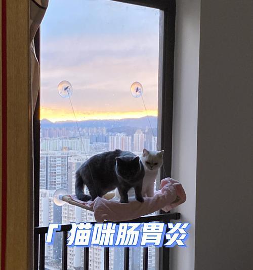 爱宠猫咪出现发冷发抖呕吐叫声粗怎么办？（宠物猫咪出现身体异常，注意这些治疗方法）